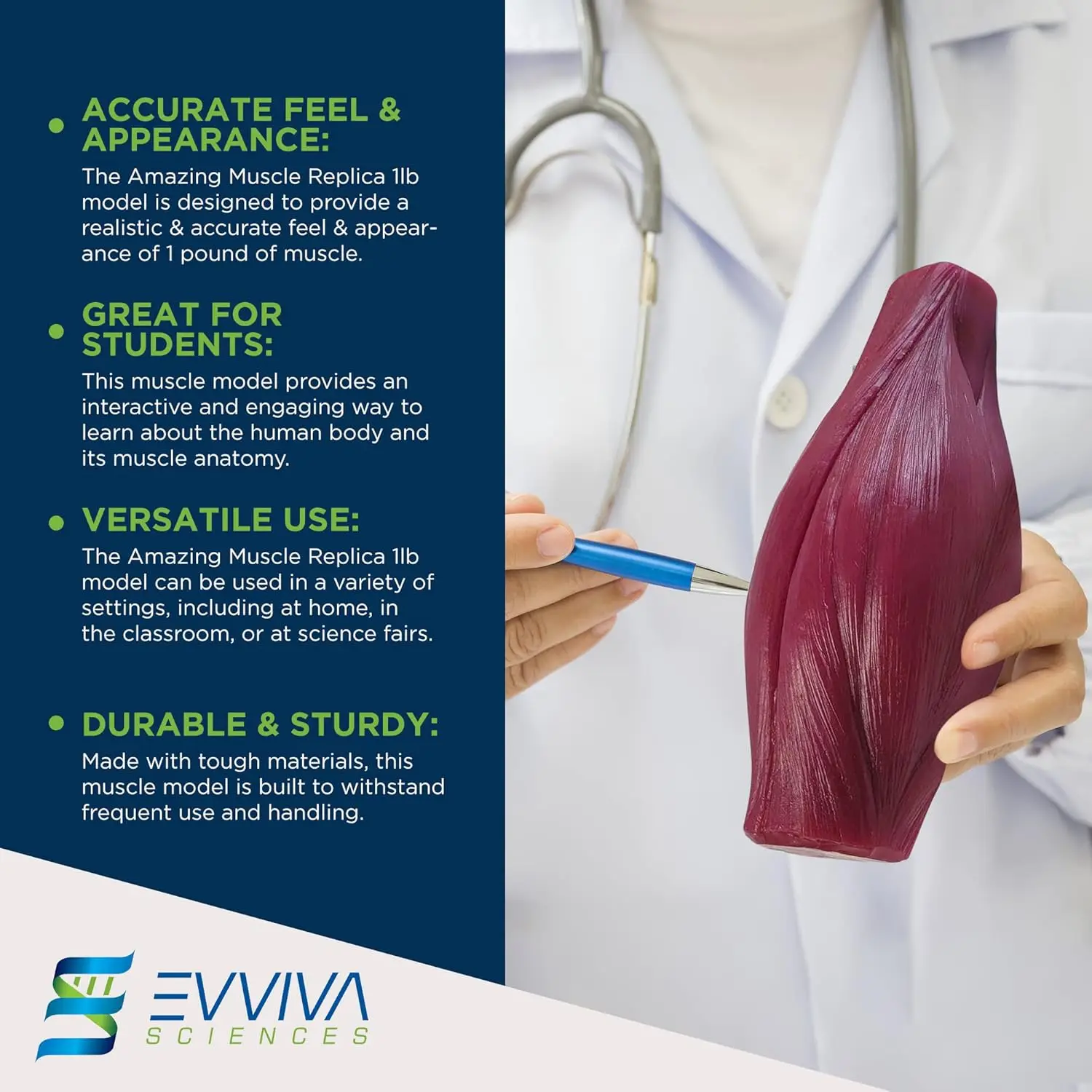 Fitness With Nutrition - Human Muscle and Fat Replicas Health