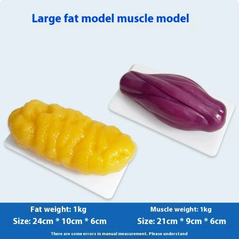 Human Muscle and Fat Replicas  - đánh giá và giá Fitness With Nutrition