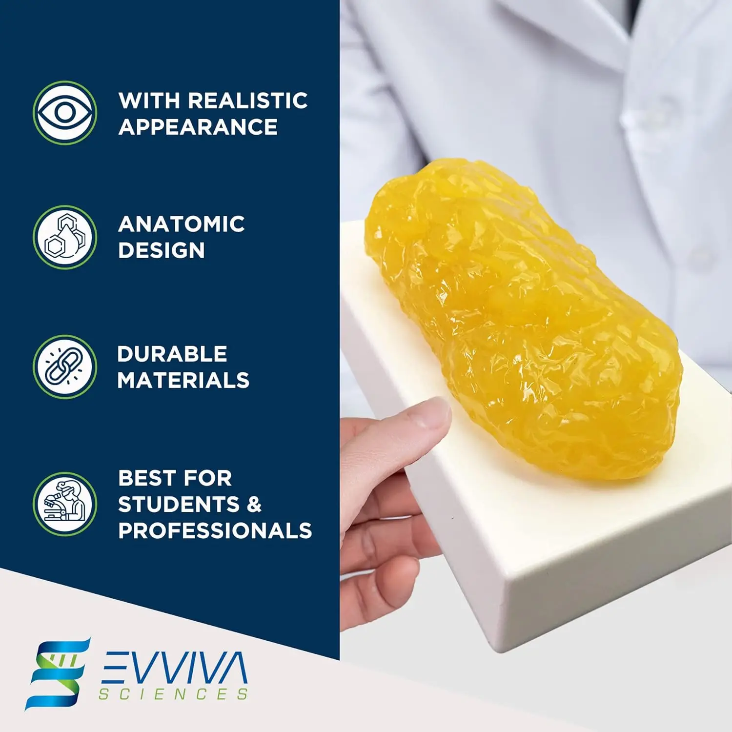 Human Muscle and Fat Replicas  - đánh giá và giá Fitness With Nutrition