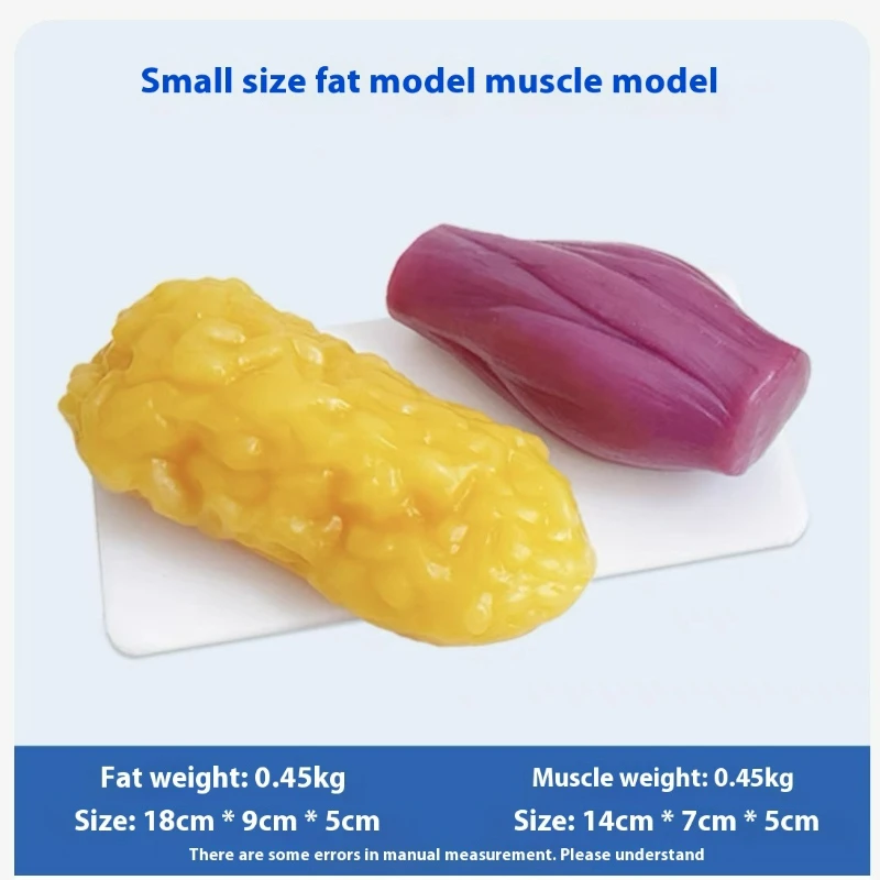 Human Muscle and Fat Replicas  - đánh giá và giá Fitness With Nutrition